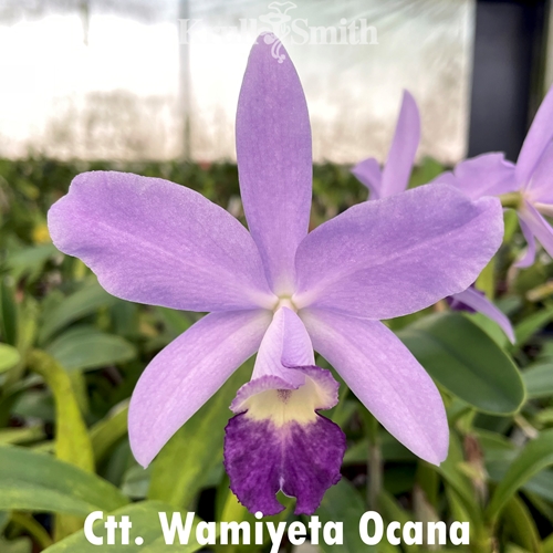 Ctt. Wamiyeta Ocana