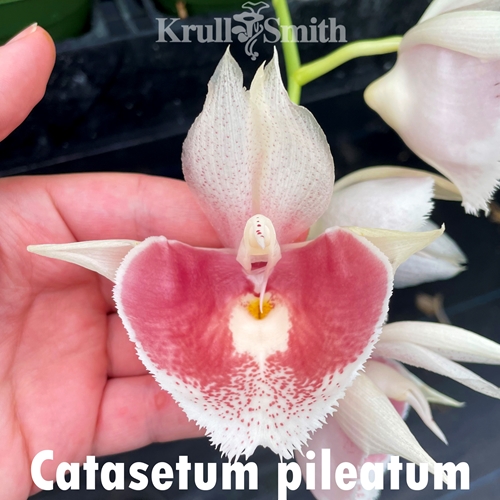 Catasetum pileatum f. imperiale x alba