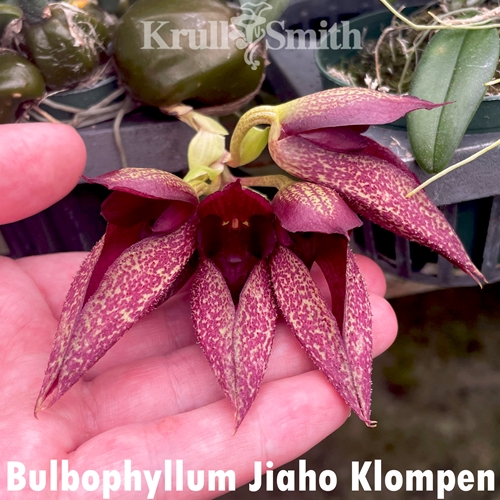 Bulbophyllum Jiaho Klompen