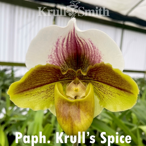 Paphiopedilum Krull's Spice