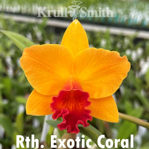 Rth. Exotic Coral