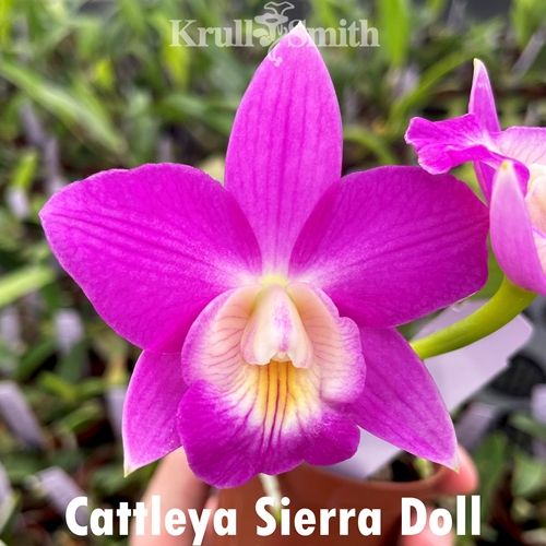 Cattleya Sierra Doll