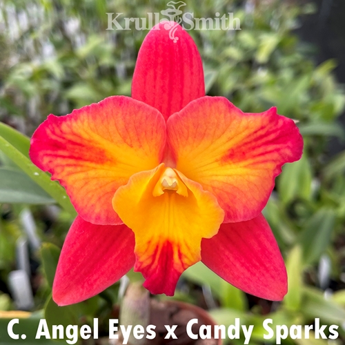 Cattleya Angel Eyes x Candy Sparks