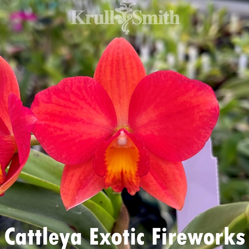 Cattleya Exotic Fireworks