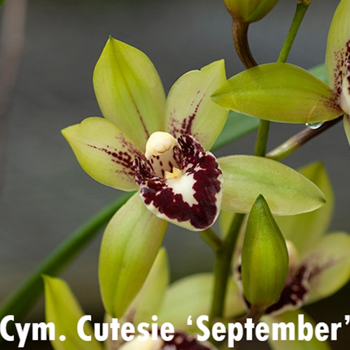 Cymbidium Cutesie 'September'