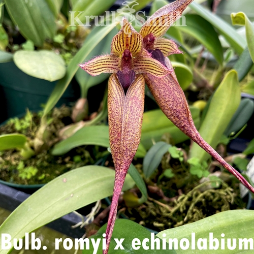 Bulbophyllum 5-Pack*