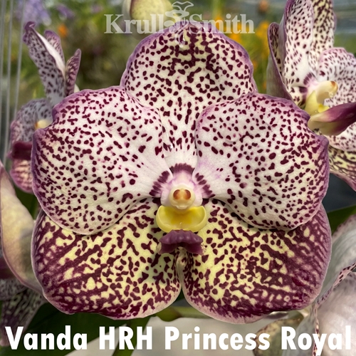 Vanda HRH Princess Royal