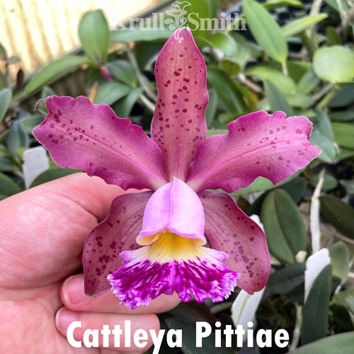 Cattleya Pittiae (KSSA1753)