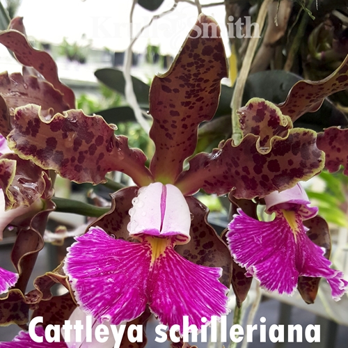 Cattleya schilleriana (KSSA1751)