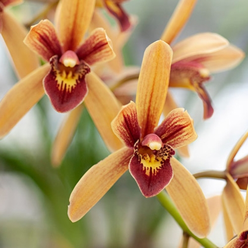 Cymbidium Pakkret Firestorm x canaliculatum var. sparksii