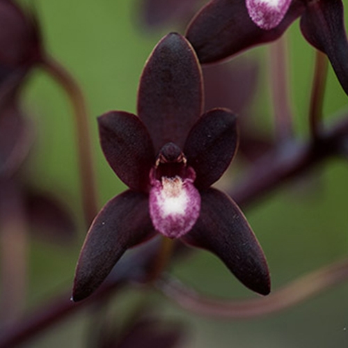 Seedling Parent B Cymbidium Pakkret Firestorm x canaliculatum var. sparksii