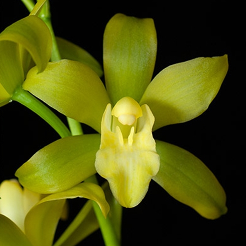 Cymbidium Valerie Ensifolium x Grammatophyllum scriptum