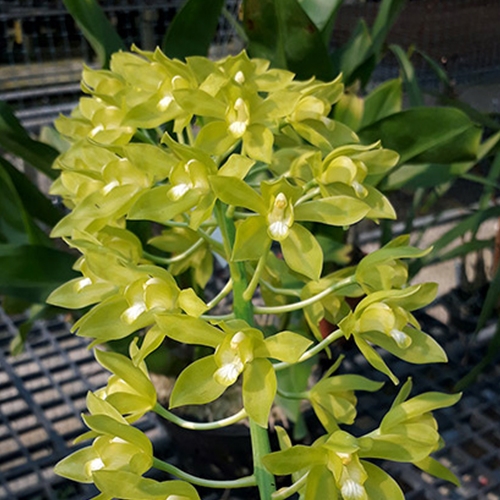 Cymbidium Valerie Ensifolium x Grammatophyllum scriptum Parent 2