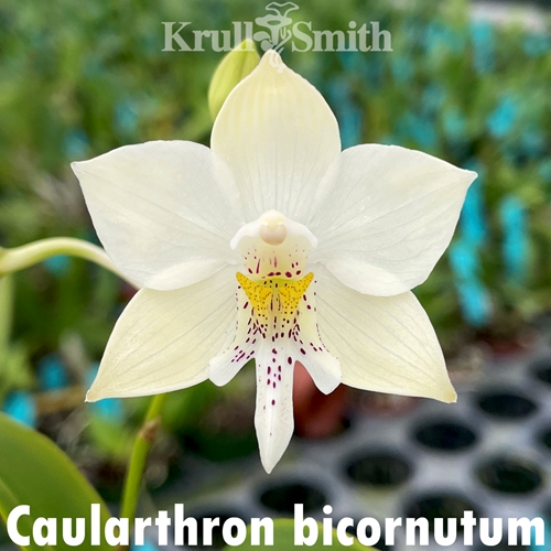 Caularthron bicornutum