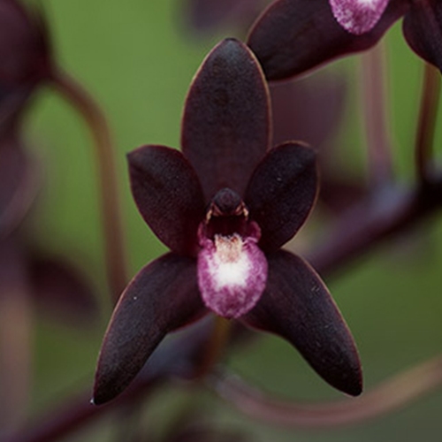 Cymbidium canaliculatum var sparkesii