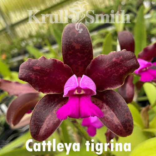 Cattleya tigrina ('SVO Prince' x 'Bill's Favorite Ladies')