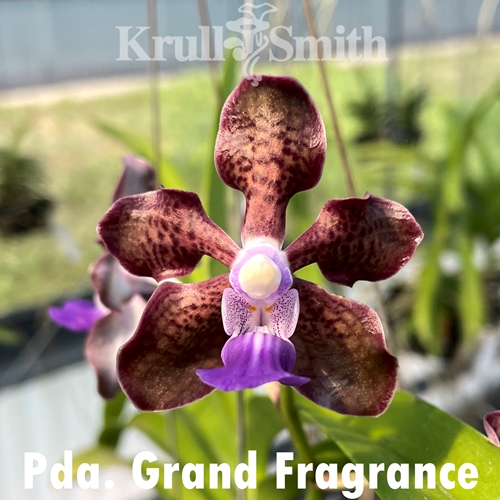 Pda. Grand Fragrance