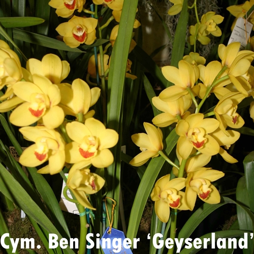 Cymbidium Ben Singer x Mem. Amelia Earhart