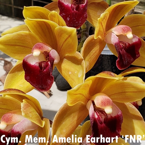 Cymbidium Ben Singer x Mem. Amelia Earhart Parent 2