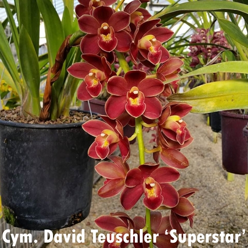 Cymbidium Jacqueline Hatfield