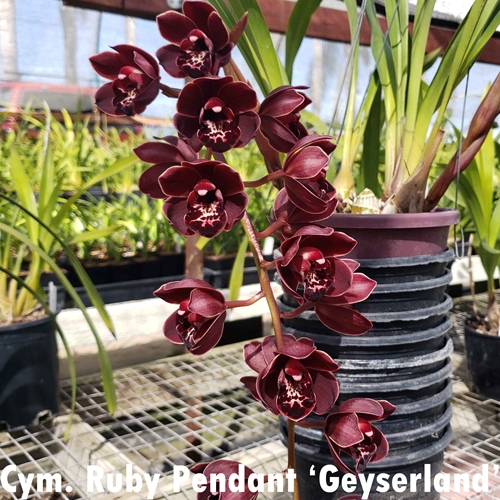 Cymbidium Ruby Pendant x Street Tango