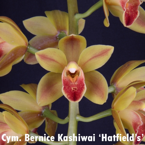 Cymbidium Bernice Kashawai x Mem. Amelia Earhart