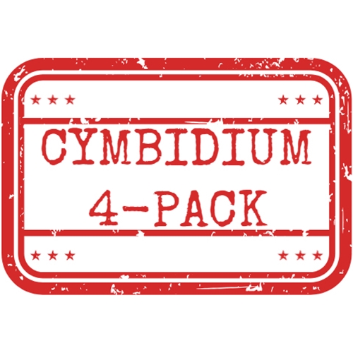 *Cymbidium 4-Pack*