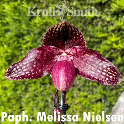 Paphiopedilum Melissa Nielsen