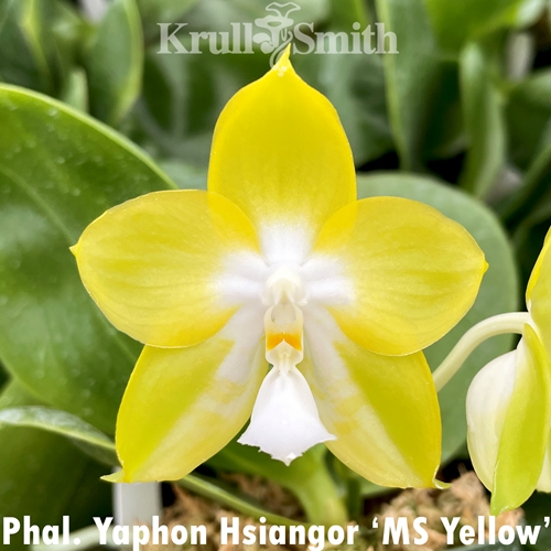 Phalaenopsis Yaphon Hsiangor 'MS Yellow'