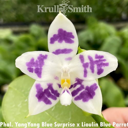 Phalaenopsis YangYang Blue Surprise x Lioulin Blue Parrot