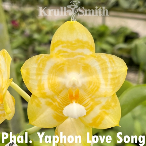 Phalaenopsis Yaphon Love Song 'Yellow #2'