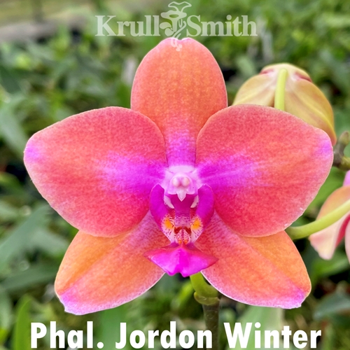 Phalaenopsis Jordon Winter (2196)