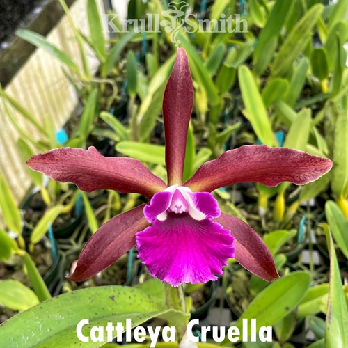 Cattleya Cruella (1735) - Colchicine Treated