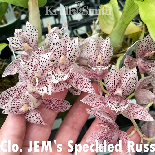 Clowesetum JEM's Speckled Russ