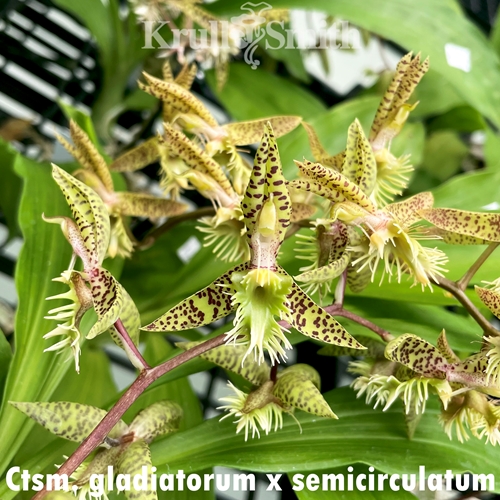 Catasetum gladiatorum x semicirculatum