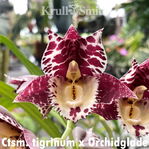 Catasetum tigrinum x Orchidglade