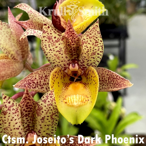 Catasetum Joseito's Dark Phoenix