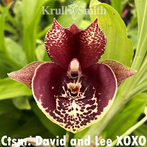 Catasetum David and Lee XOXO