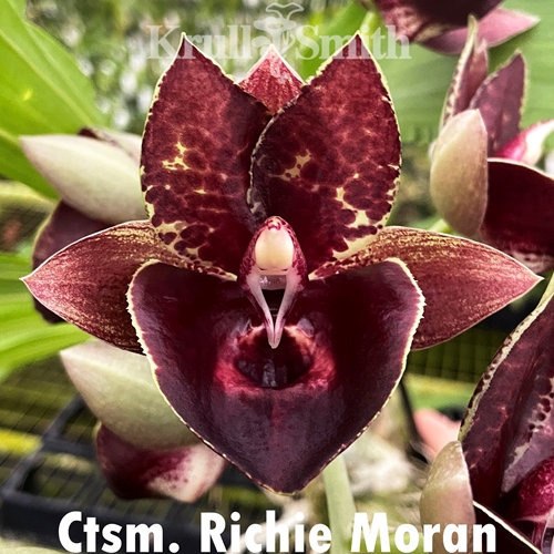 Catasetum Richie Moran