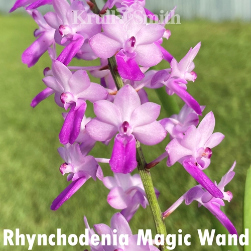 Rhynchodenia Magic Wand