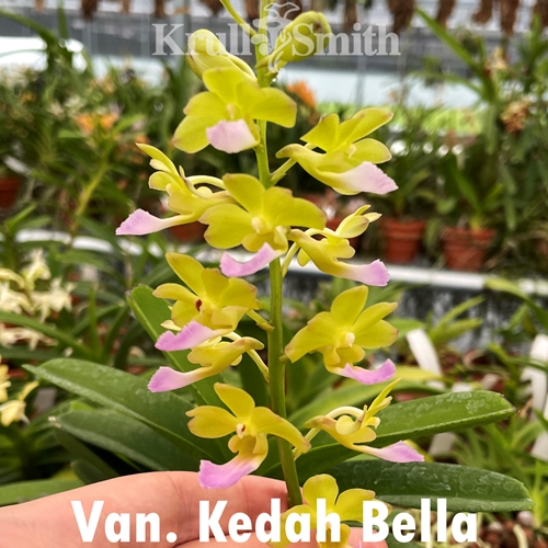 Vandachostylis Kedah Bella