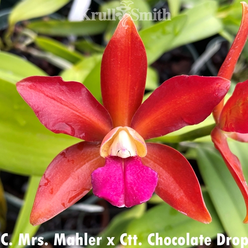 Cattleya Mrs. Mahler x Ctt. Chocolate Drop