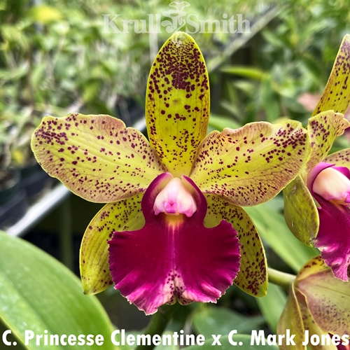 Cattleya Princesse Clementine x Mark Jones