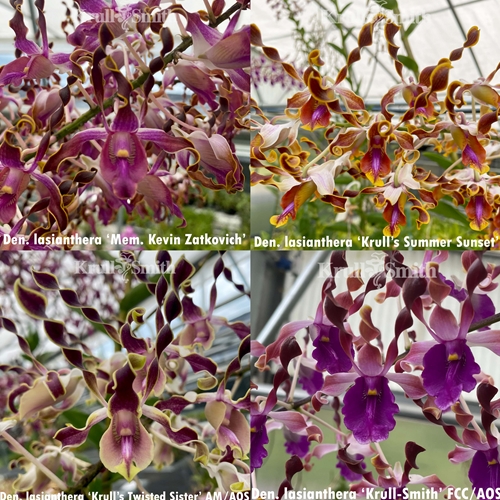 *Dendrobium lasianthera 3-Pack*