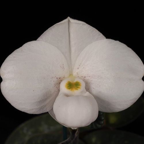 *Paphiopedilum thaianum (3766) Flask*