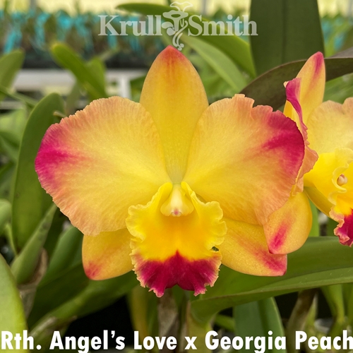 Rth. Angel's Love x Georgia Peach