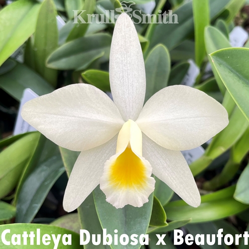 Cattleya Dubiosa x Beaufort