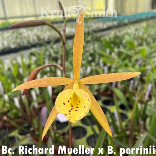 Bc. Richard Mueller x B. perrinii