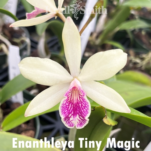 Enanthleya Tiny Magic