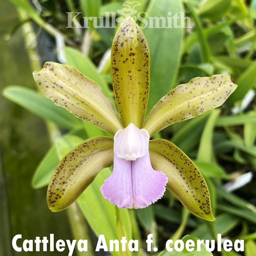 Cattleya Anta f. coerulea (1805)